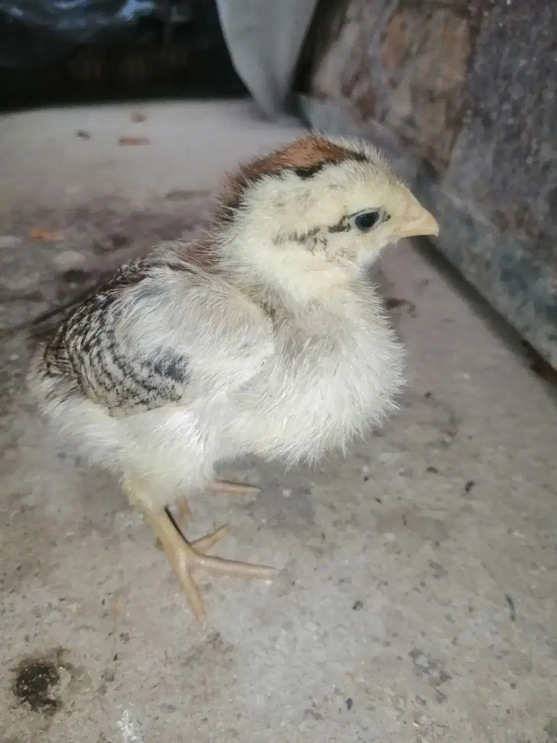 جوجه محلی سالم|حیوانات مزرعه|گتاب, |دیوار