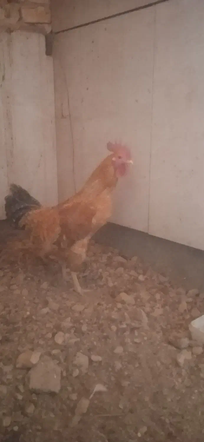 خروس|حیوانات مزرعه|کیار, |دیوار