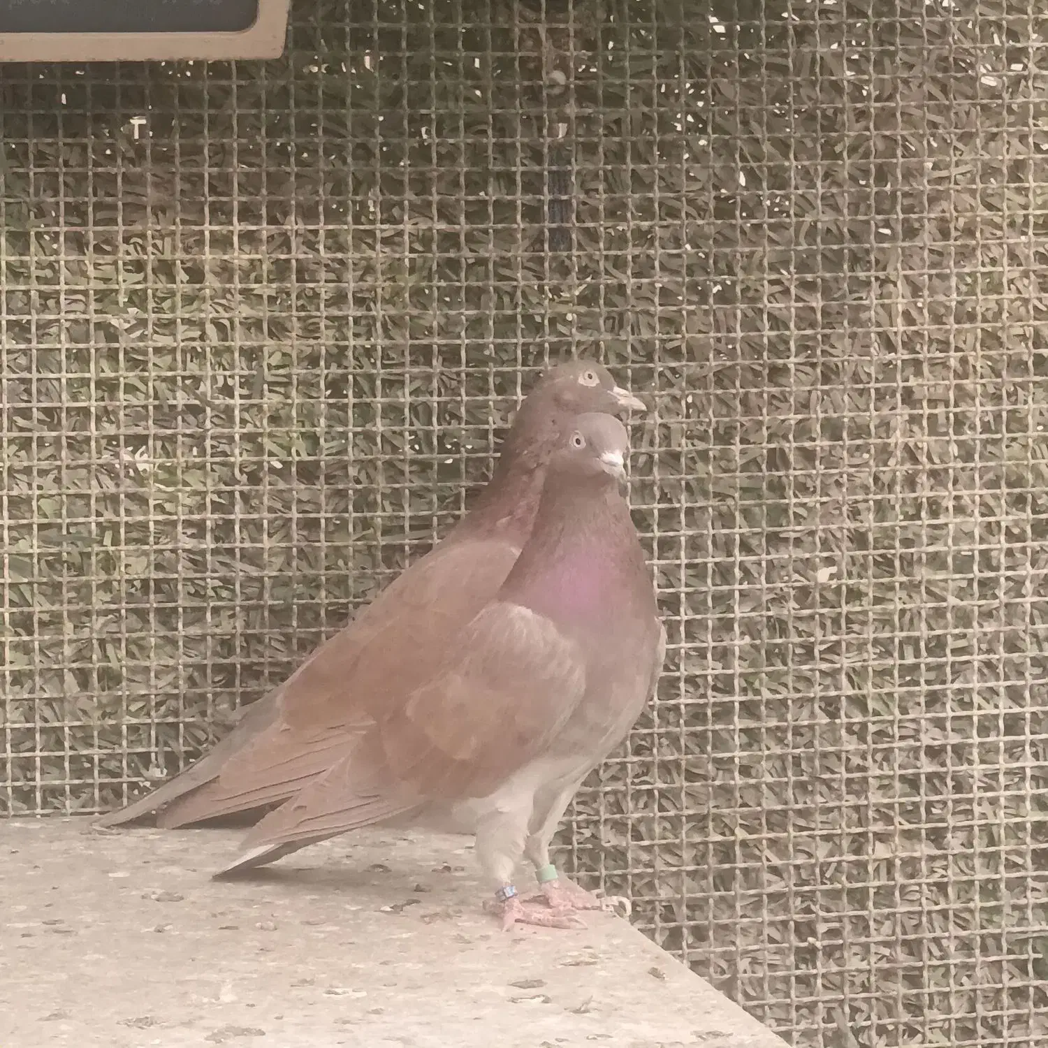 کبوتر پرشی انگلیسی|پرنده|تهران, تهرانسر غربی|دیوار