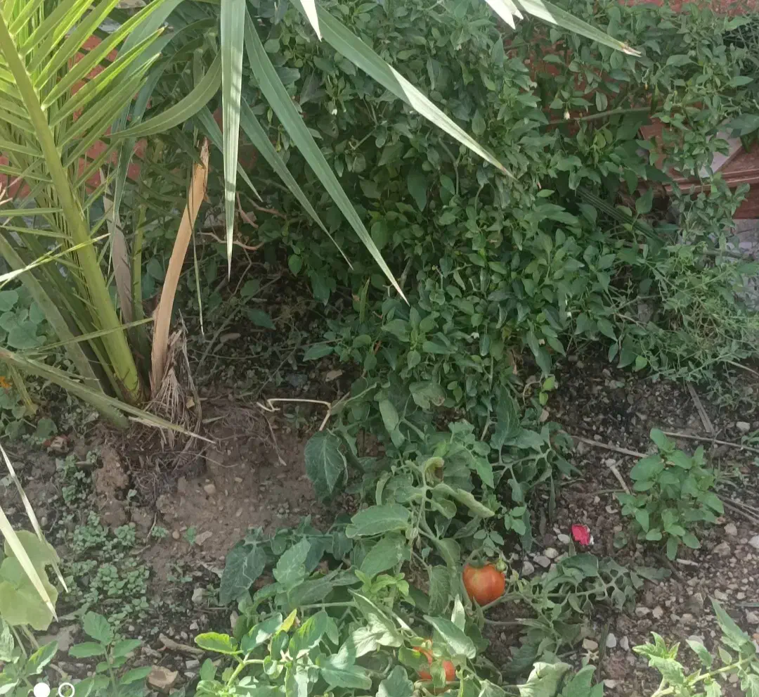 باغبانی تمیز کردن نخل وباغچه|خدمات باغبانی و درختکاری|آبادان, |دیوار