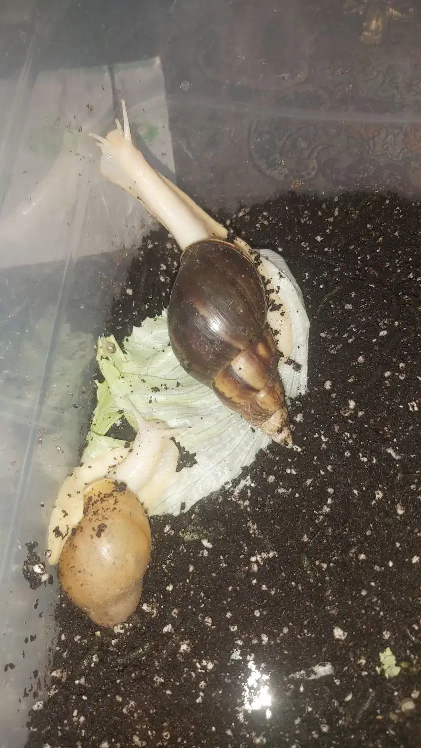 حلزون آلبینو بالغ و بچه|خزنده|کرج, عظیمیه|دیوار