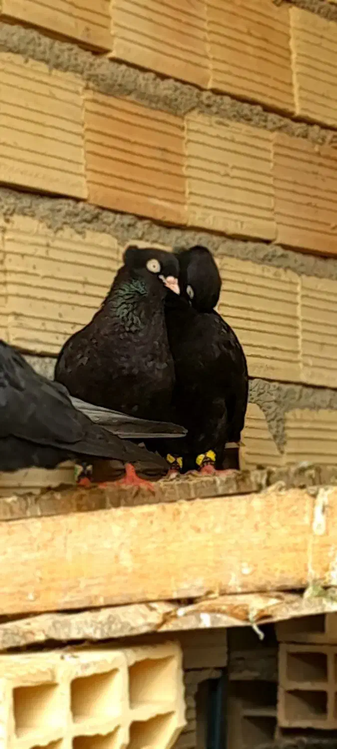 کبوتر طوقی زاغ|پرنده|یاسوج, |دیوار