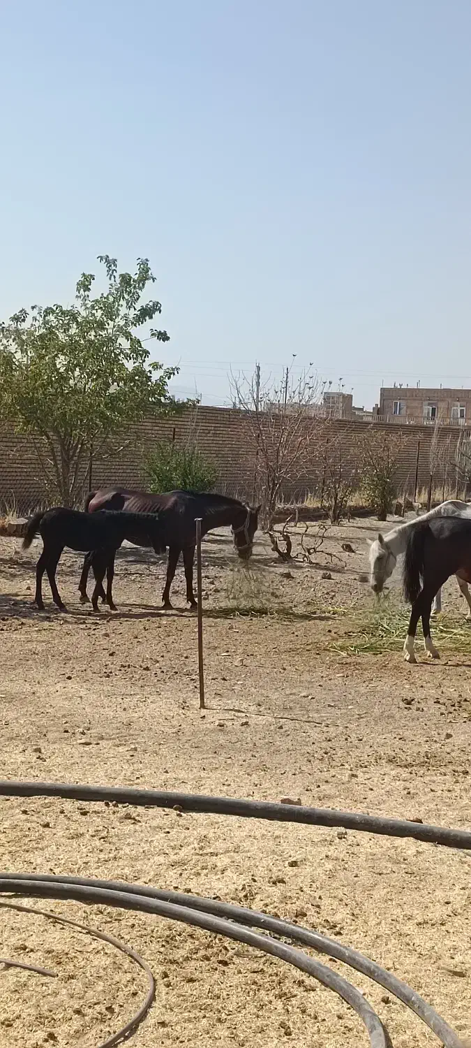 مادیان و کره اسب|اسب و تجهیزات اسب‌سواری|ماهیدشت, |دیوار