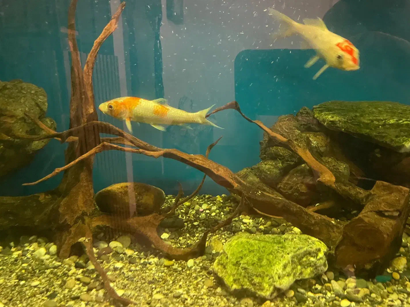 آکواریوم بزرگ|ماهی|گرگان, |دیوار