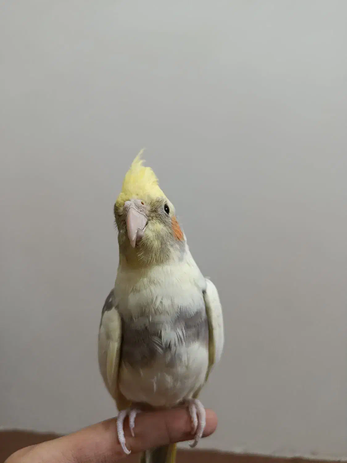 عروس هلندی|پرنده|تربتحیدریه, میدان مرکزی|دیوار