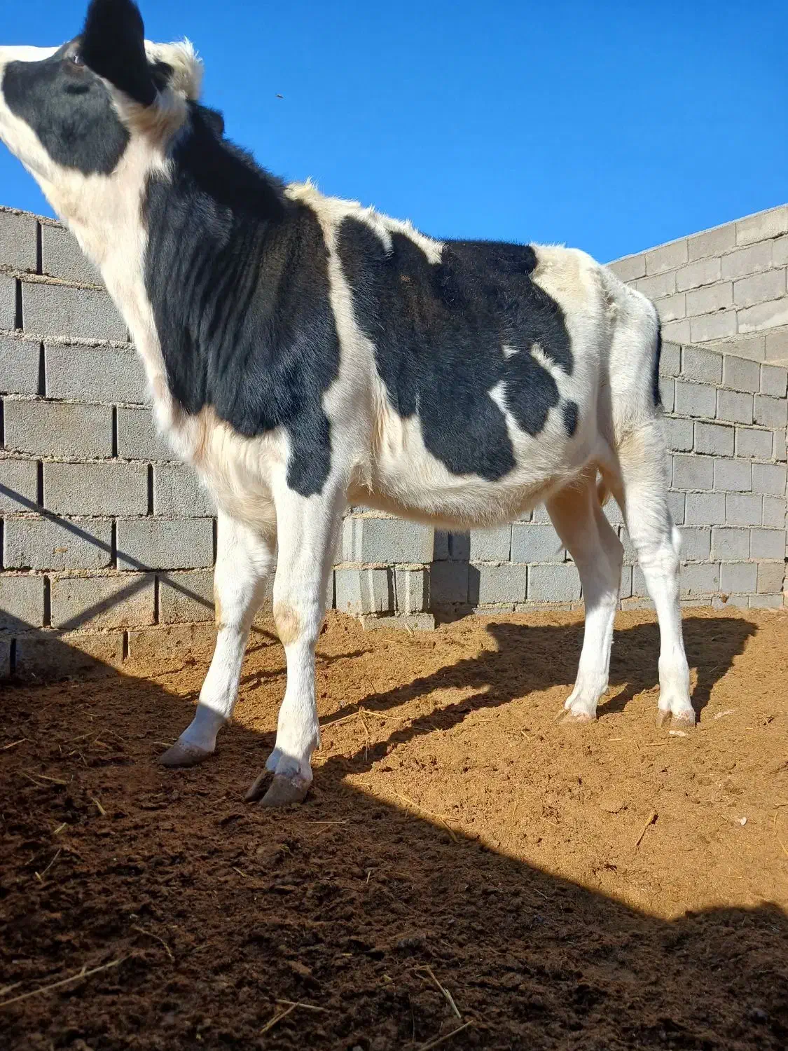 گاو گوساله|حیوانات مزرعه|اسفراین, |دیوار