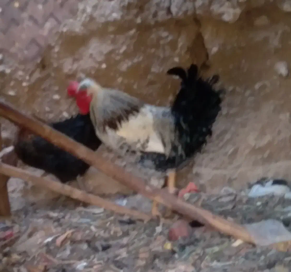 خروس|حیوانات مزرعه|مهریز, |دیوار