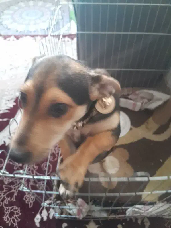 سگ سگ کوچک|سگ|کرمانشاه, |دیوار