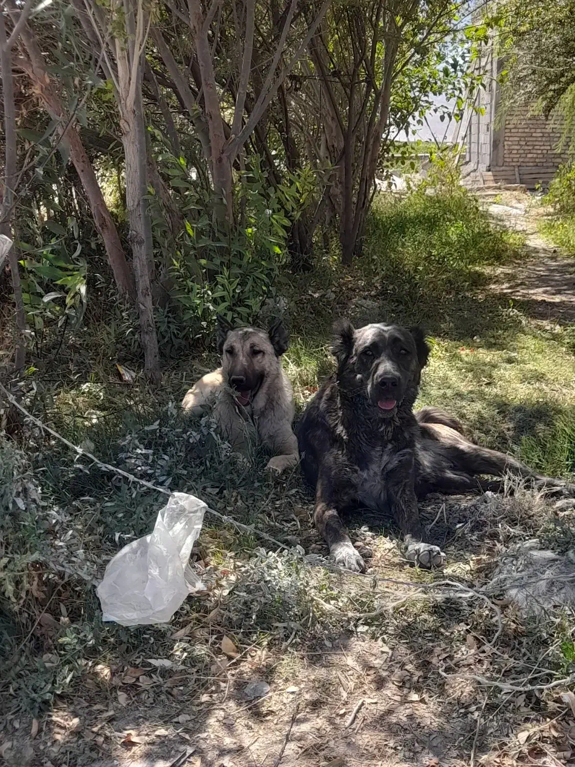 ماده خراسانی|سگ|حسن آباد, |دیوار