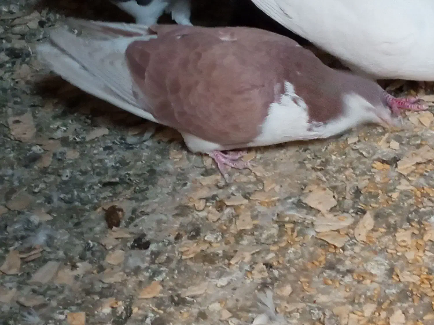 ماده خوشرنگ|پرنده|خمینیشهر, |دیوار