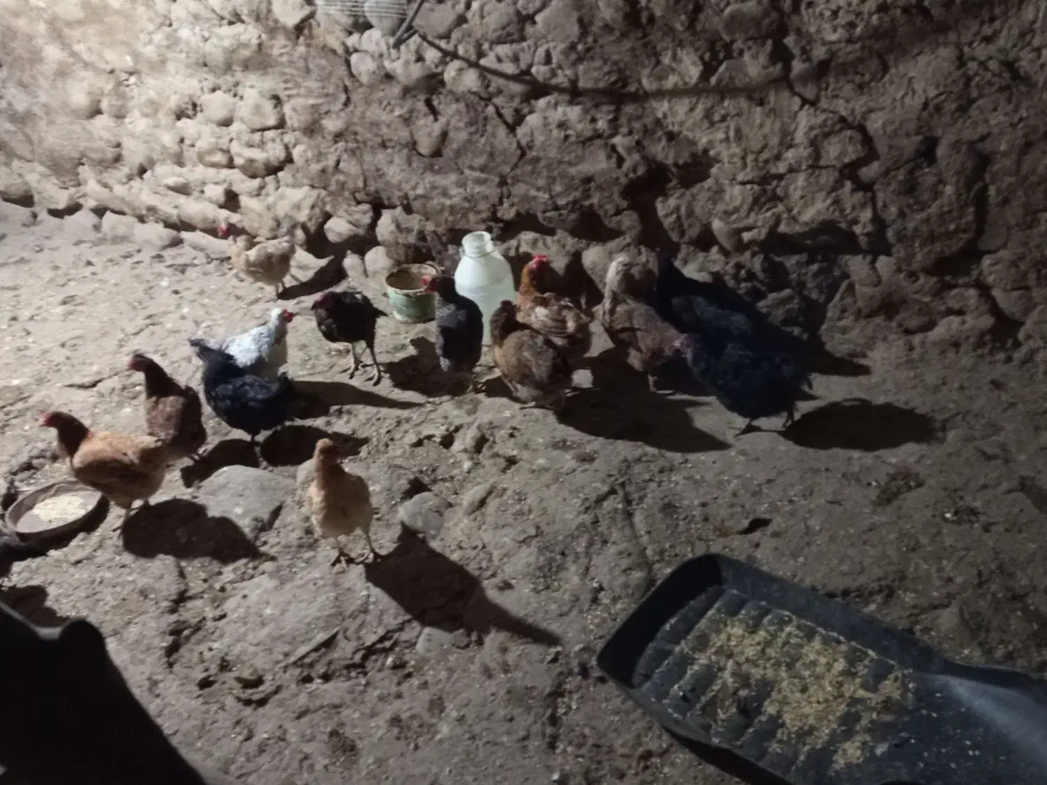 مرغ تخم گذار سالم و سرحال|حیوانات مزرعه|نظر کهریزی, |دیوار