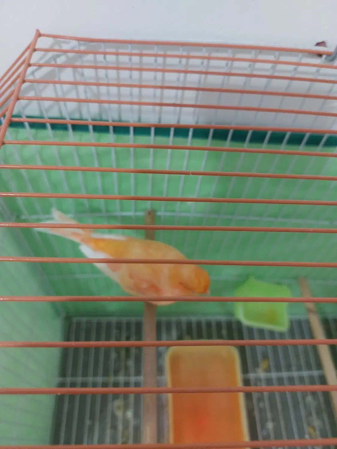 قناری ردفاکتور نر اصل اورجینال|پرنده|روانسر, |دیوار