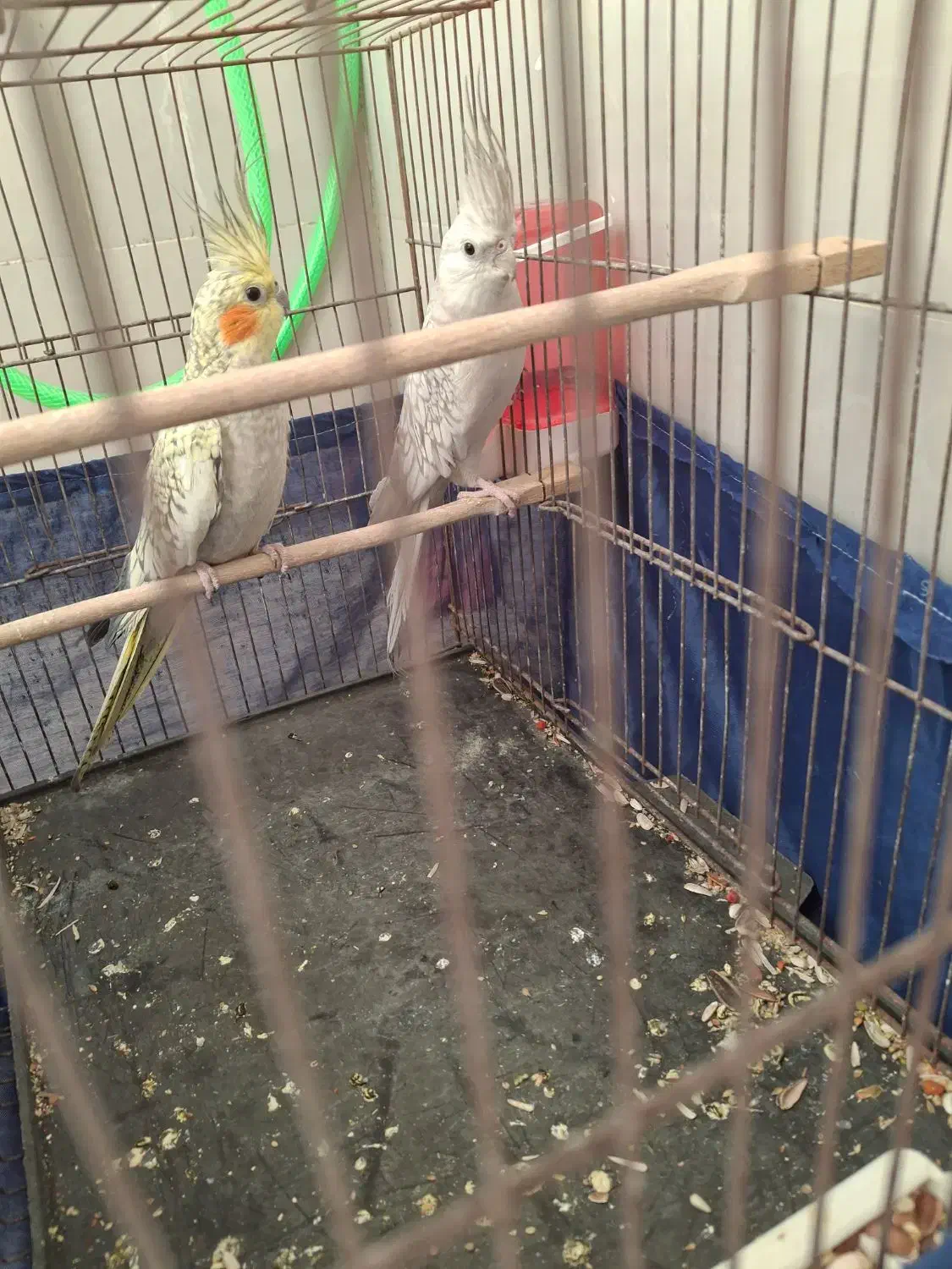 عروس|پرنده|بهارستان, |دیوار