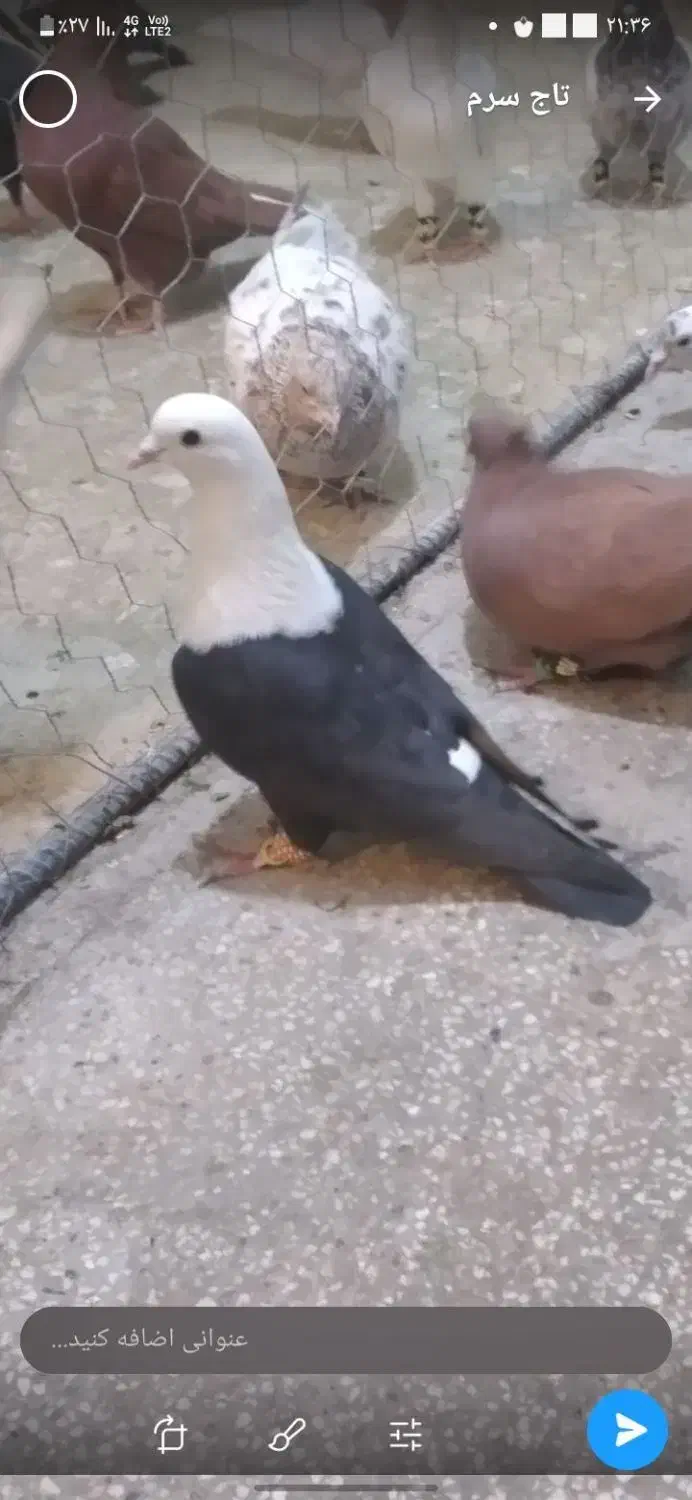 این حیون امروز رفته|پرنده|سبزوار, قاضی زاد|دیوار