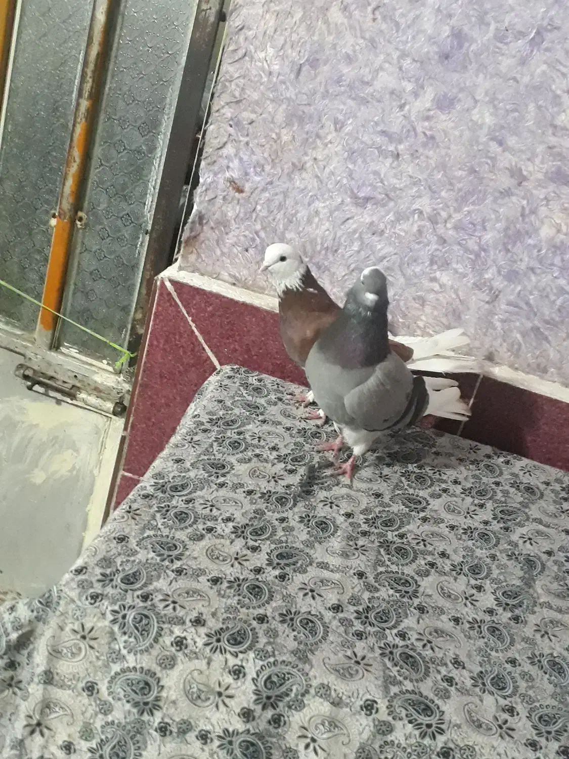 کبوتر شازده|پرنده|فاضل آباد, |دیوار