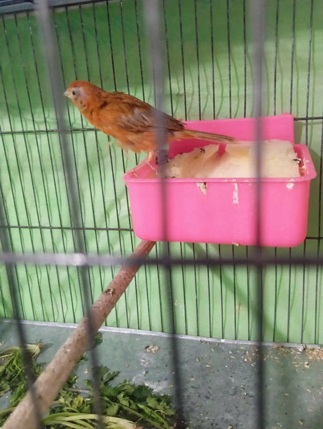 قناری ماده|پرنده|شیراز, شهرک مهرگان|دیوار