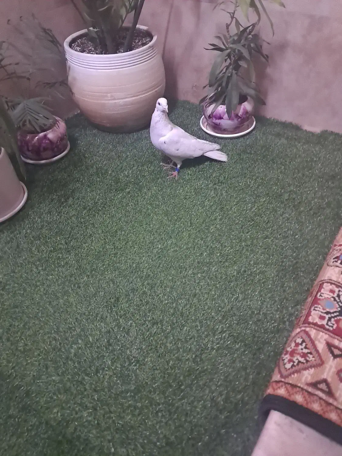 پلاکی سفید شکار|پرنده|شاهین‌شهر, گزبرخوار|دیوار