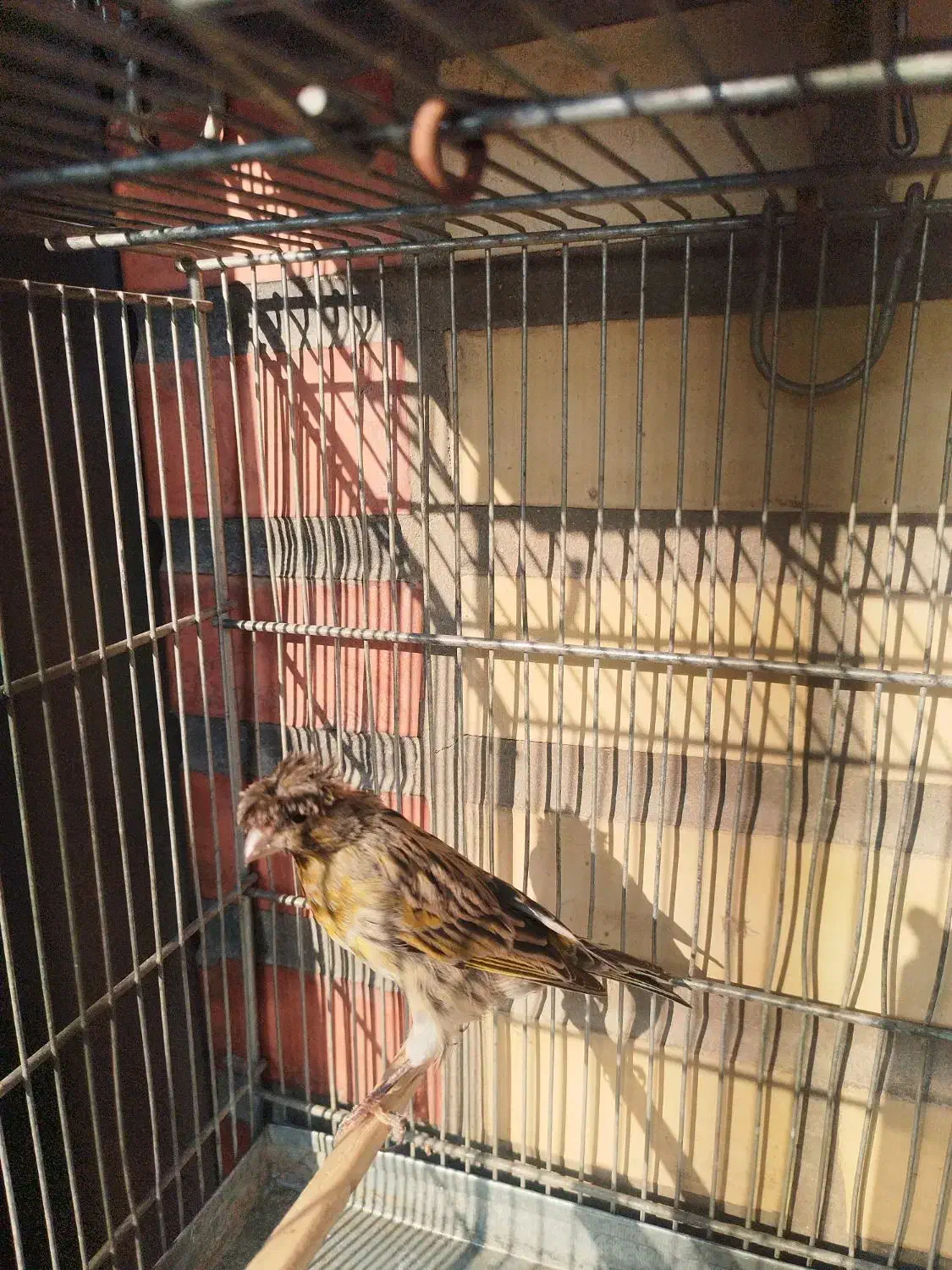 سهره، گلسر قناری|پرنده|باقرشهر, |دیوار