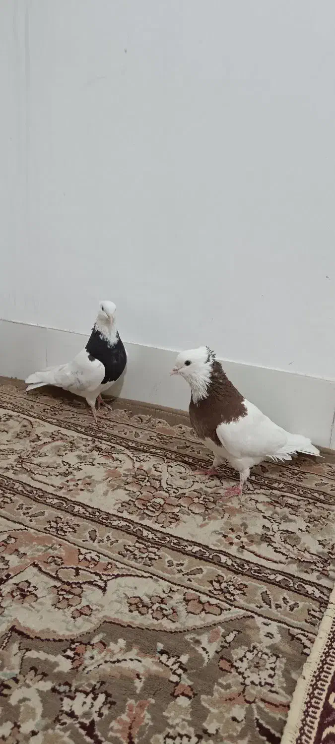 کفتر، کبوتر. 7 عدد طوقی بی نظیر|پرنده|جوین, |دیوار