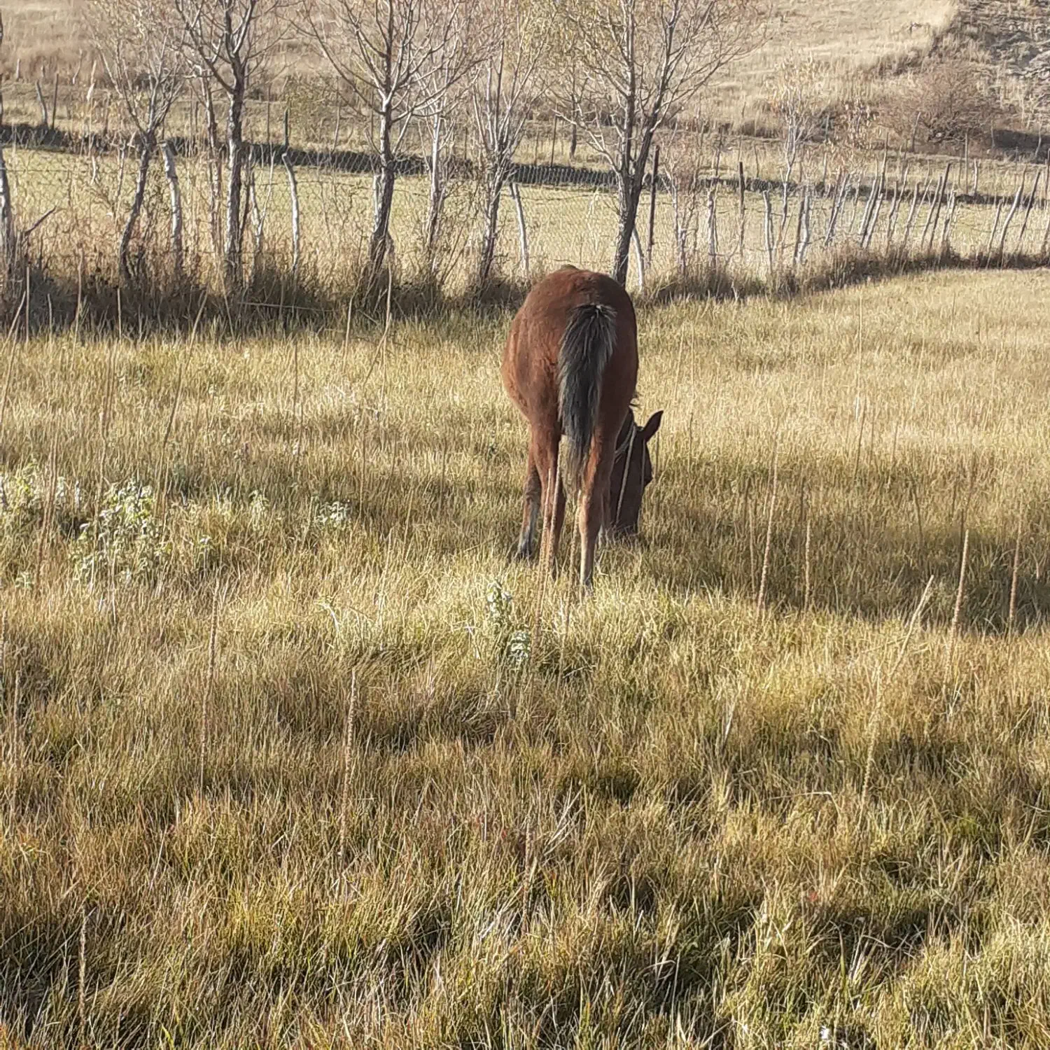 کره اسب ماده۶ماهه|اسب و تجهیزات اسب‌سواری|اردبیل, |دیوار