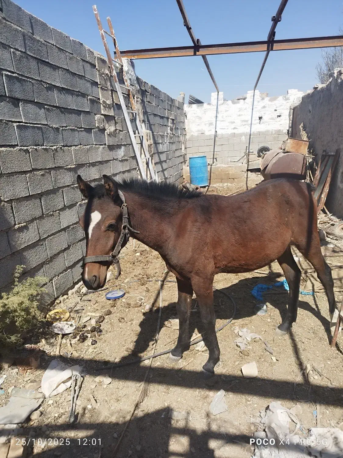 کره نریان|اسب و تجهیزات اسب‌سواری|کوار, |دیوار