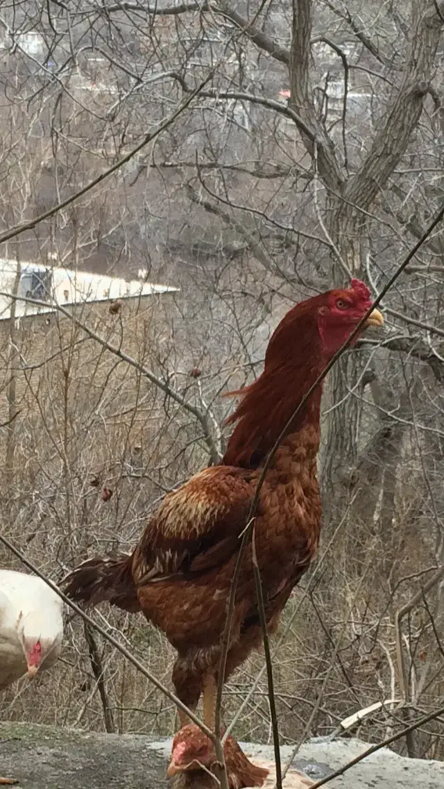 خروس لاری|حیوانات مزرعه|پاوه, |دیوار