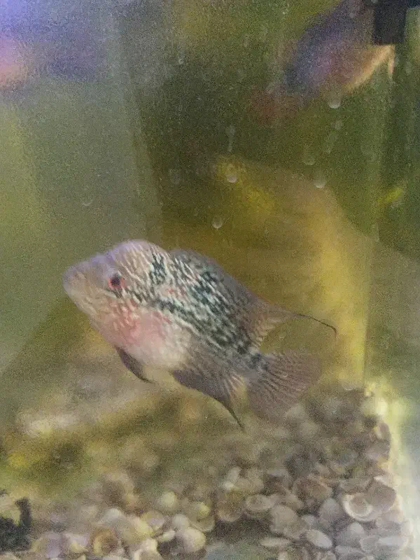 ماهی فلاور|ماهی|قم, علی آباد سعدگان|دیوار