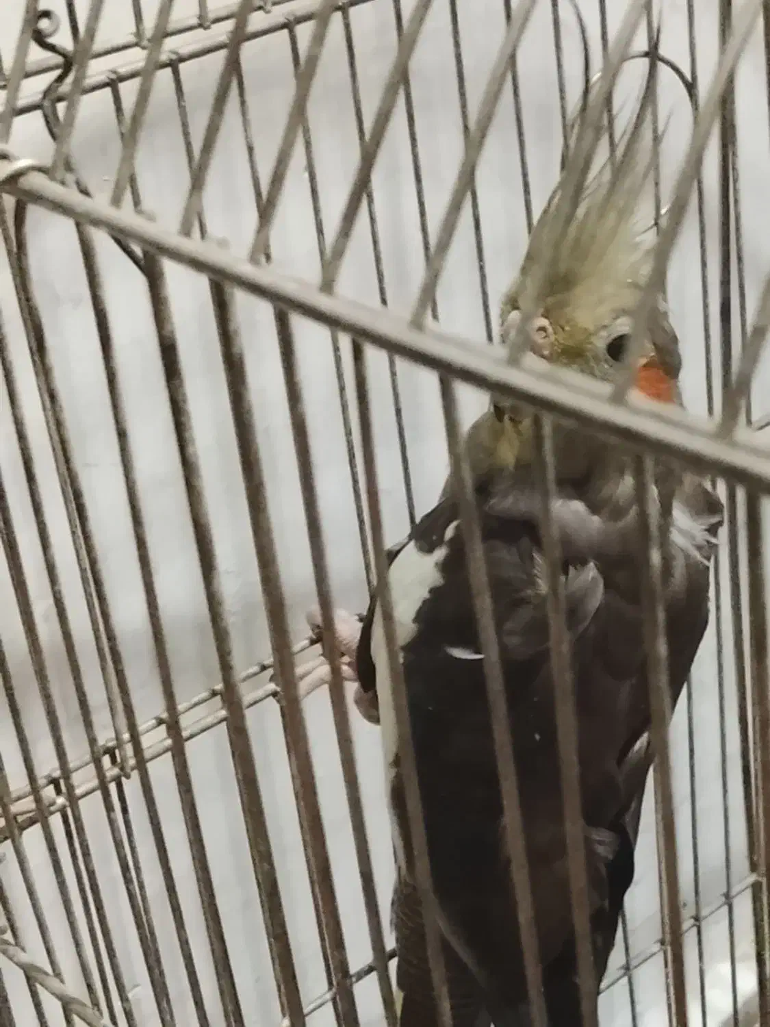 عروس هلندی ماده|پرنده|ری, شهید بهشتی|دیوار