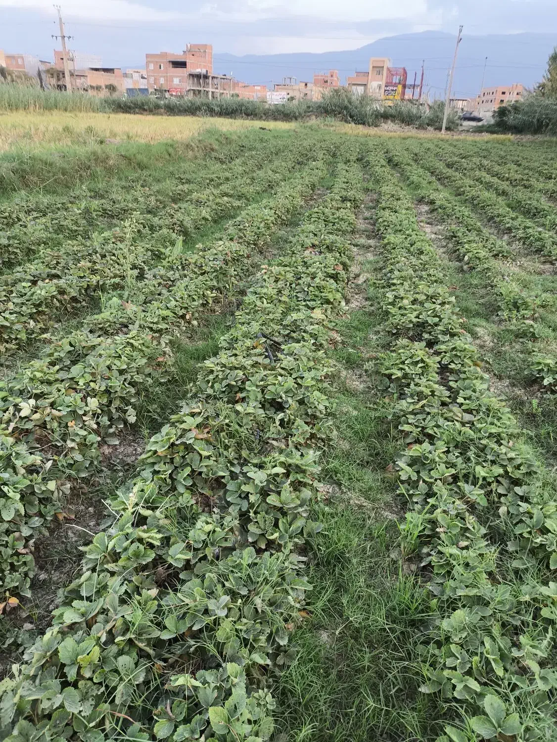 توت فرنگی سابرینا  نی 5|گل و گیاه طبیعی|آزادشهر, |دیوار