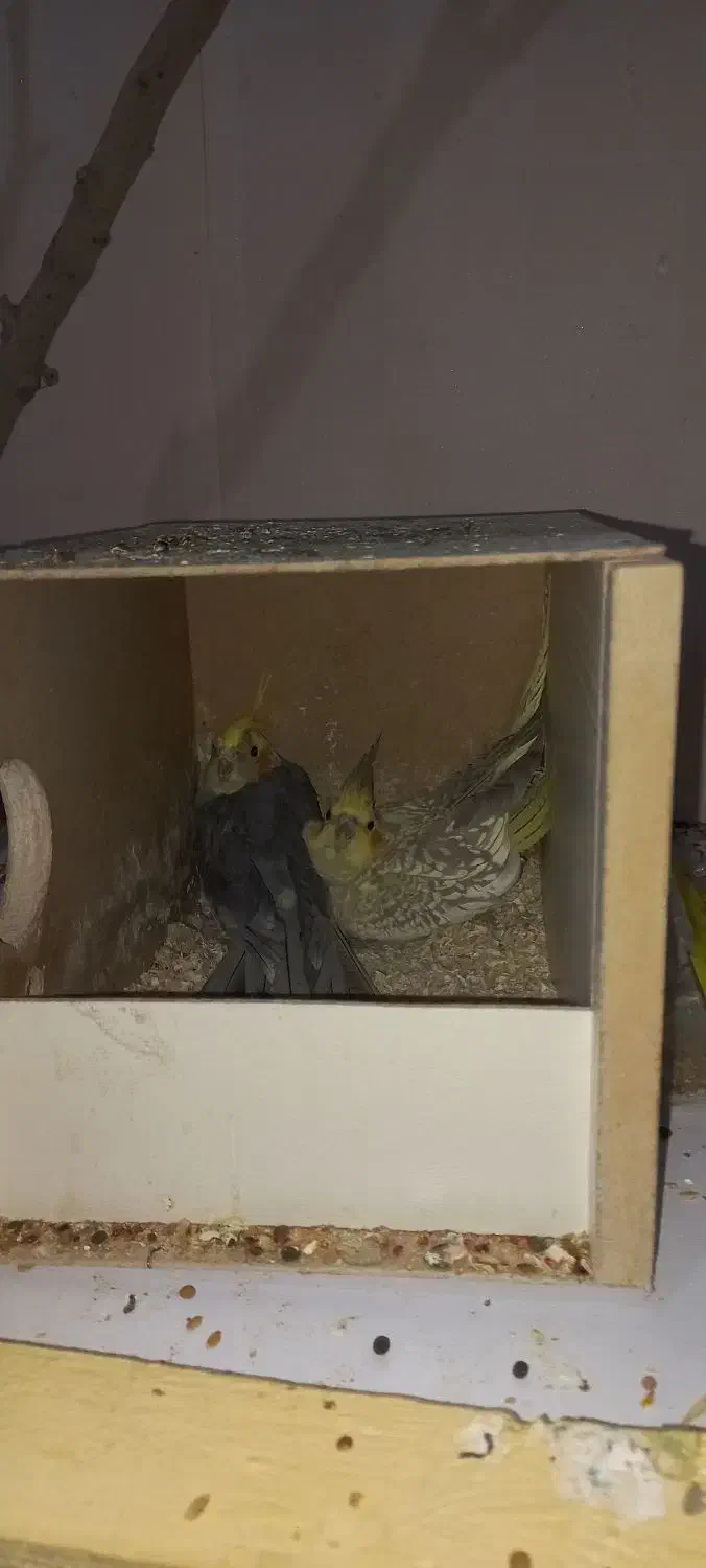 عروس هلندی روی تخم|پرنده|کرمان, |دیوار