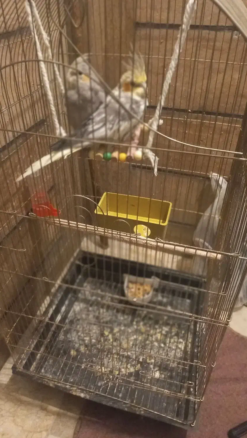 عروس هلندی|پرنده|ملارد, |دیوار