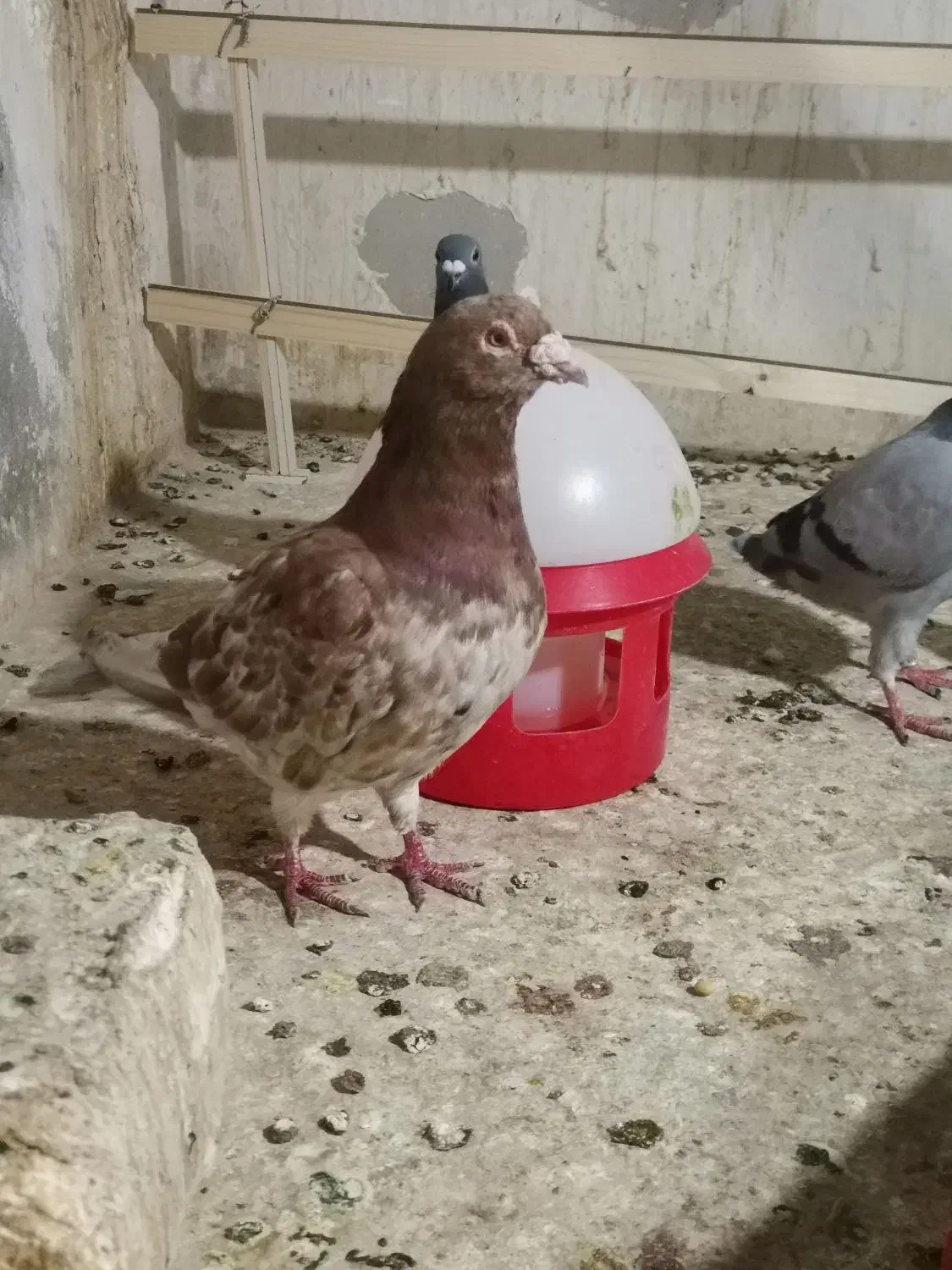 کبوتر سار رنگ خاص|پرنده|گنبد کاووس, |دیوار