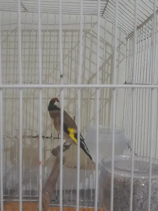 سهره|پرنده|تهران, مسعودیه|دیوار