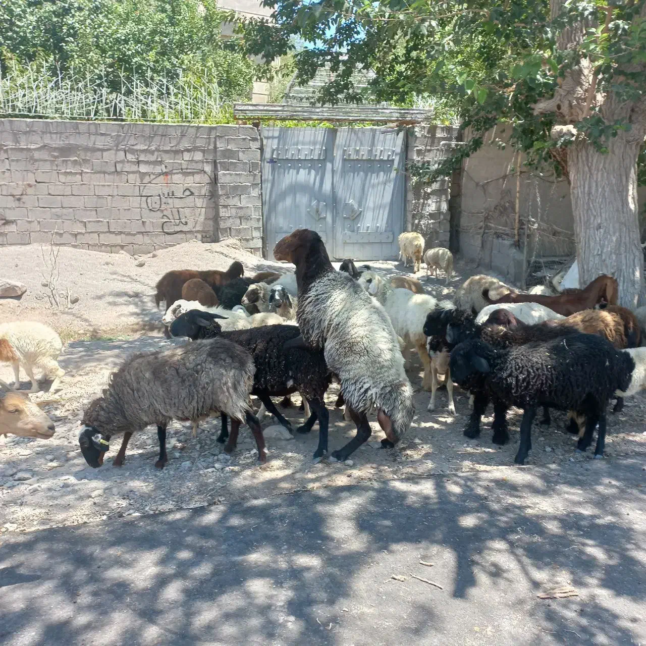 ۴عدد میش دوقلو زا شال افشار و قوچ هترو وبزوکهره|حیوانات مزرعه|کرمان, |دیوار