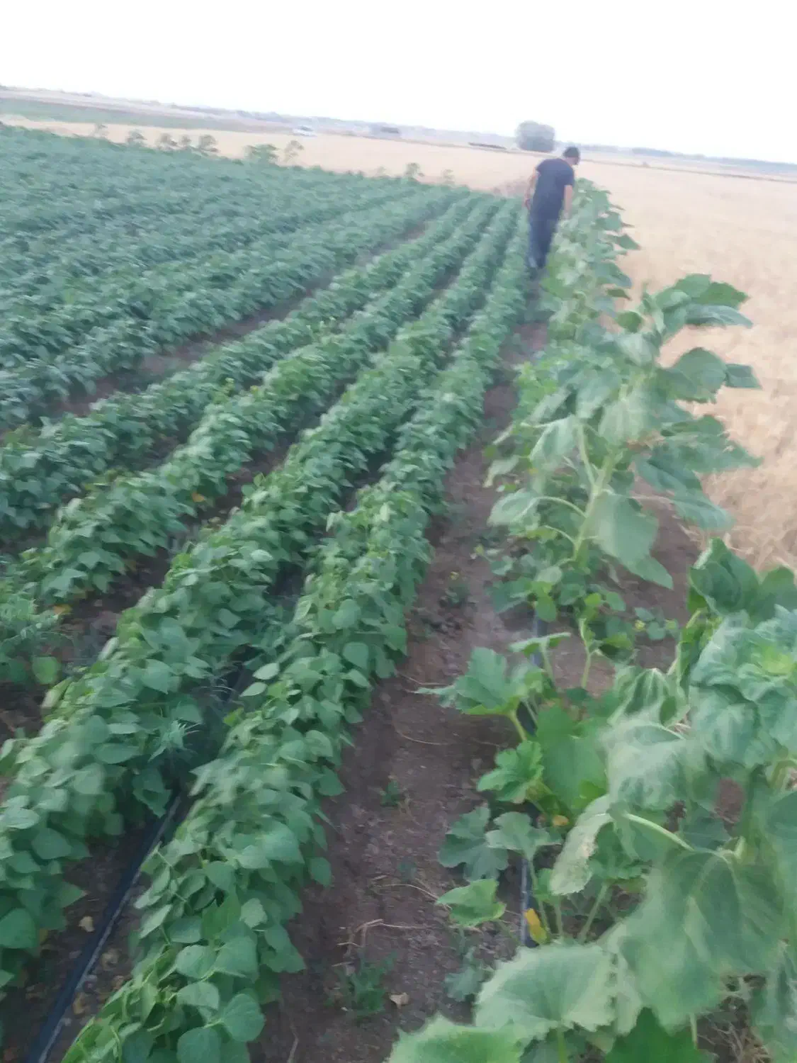 زمین کشاورزی|فروش زمین و ملک کلنگی|هیر, |دیوار