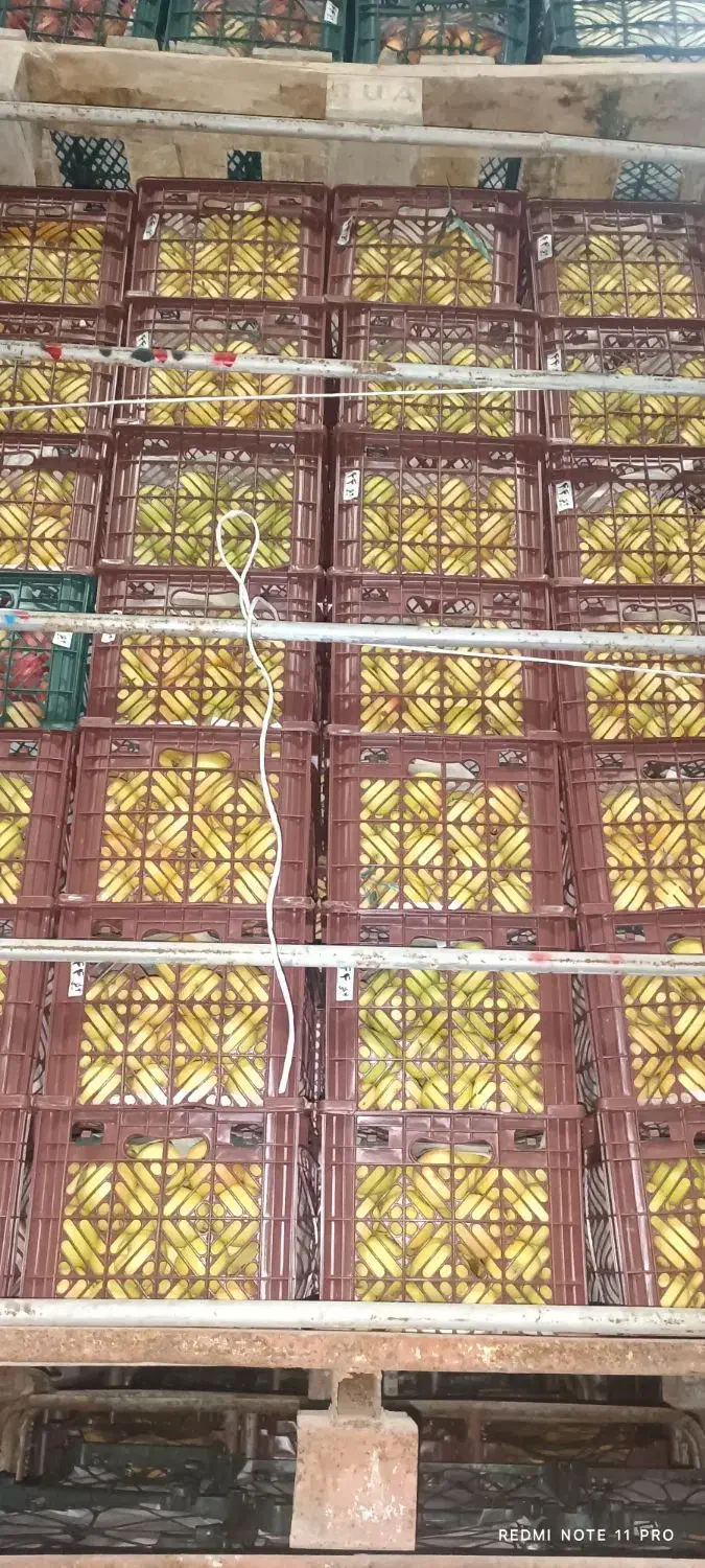 سیب سمیرم|خوردنی و آشامیدنی|شیراز, احمدی جنوبی|دیوار