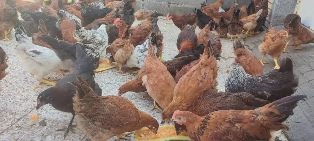 مرغ و خروس محلی|حیوانات مزرعه|بهبهان, |دیوار