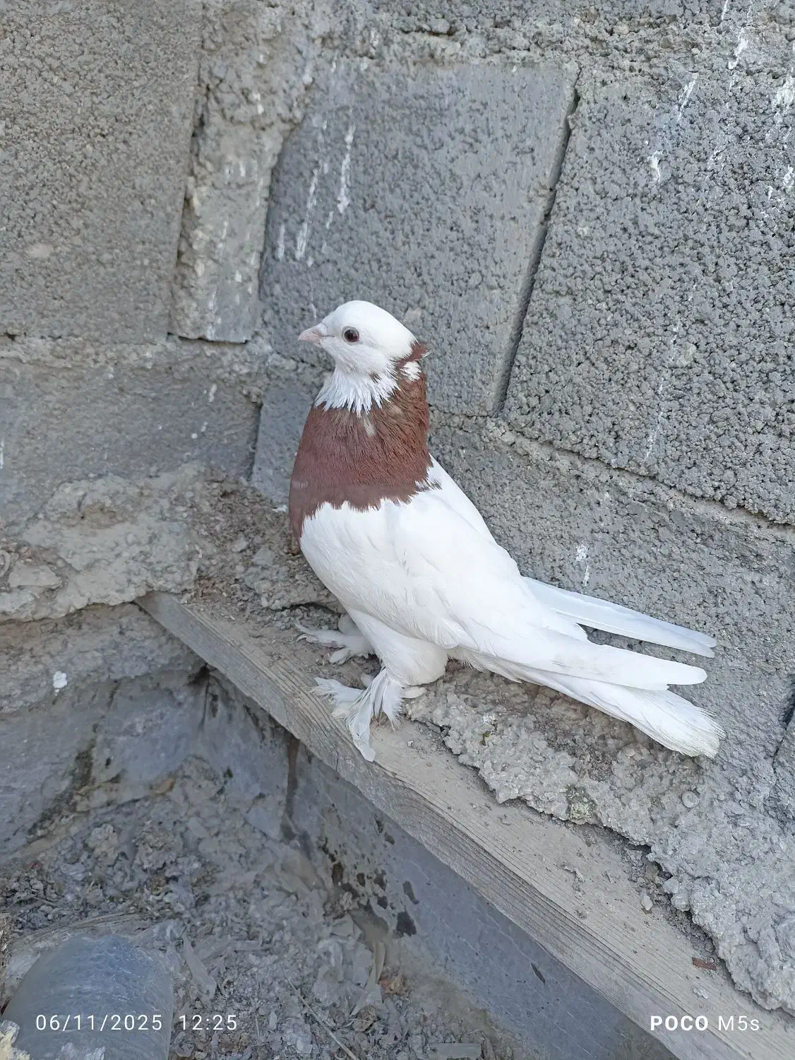 کبوتر طوقی|پرنده|جم, |دیوار