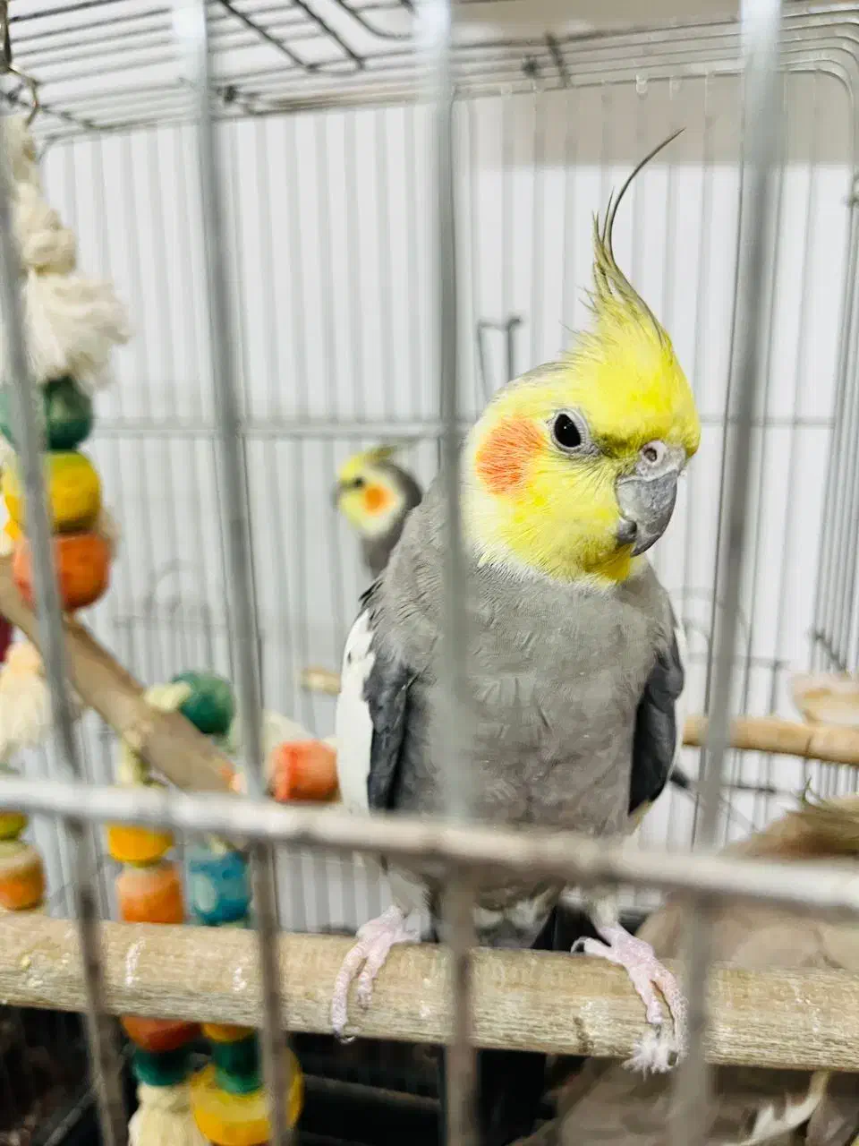 عروس هلندی نر و ماده|پرنده|ری, ظهیرآباد|دیوار