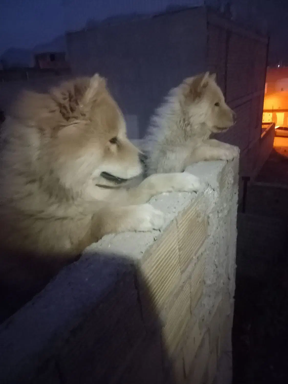 سگ چاوچاو نرو لاس پاپی|سگ|ابریشم, |دیوار