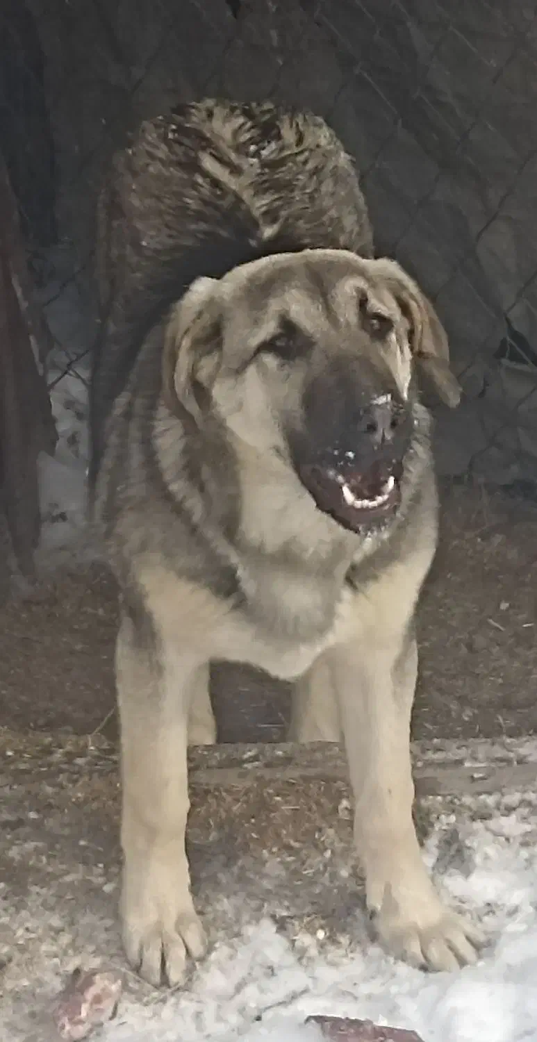 واگذاری توله|سگ|سلماس, |دیوار