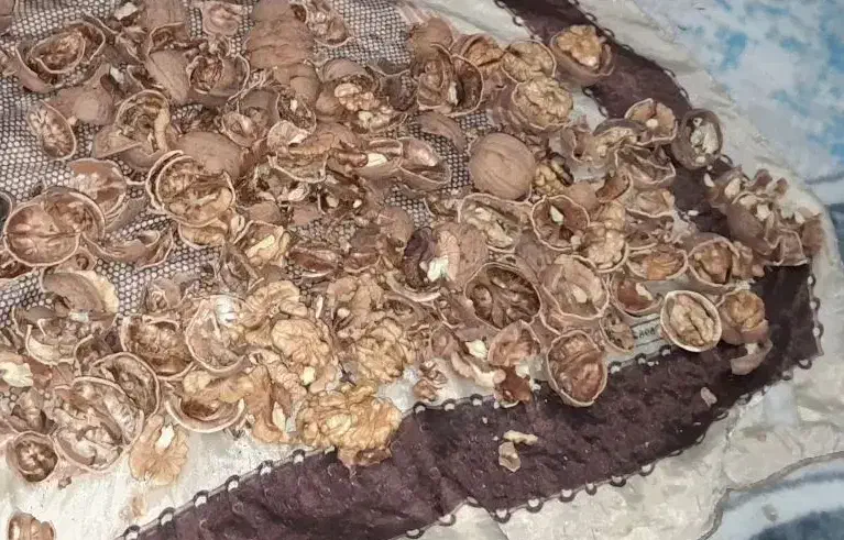 گردو روستای طراقی کرد به زمانت|خوردنی و آشامیدنی|بجنورد, |دیوار