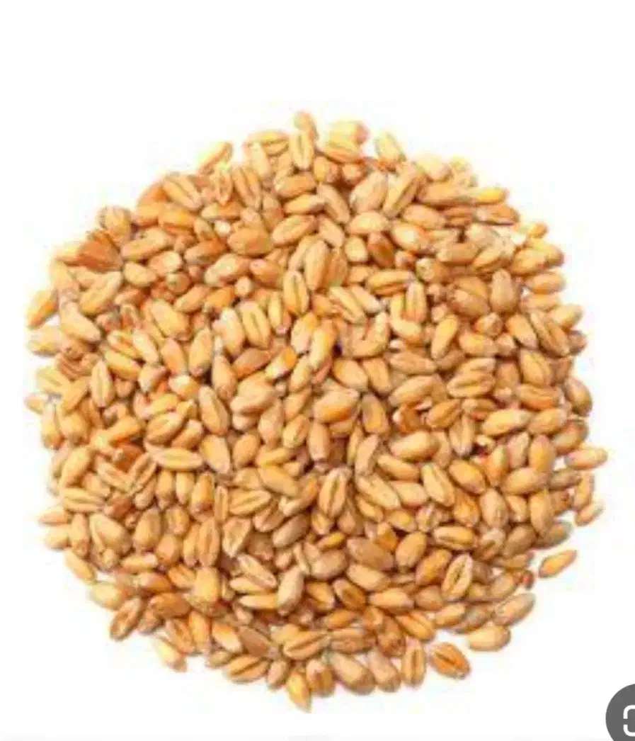 گندم آبی دهدشت|خدمات باغبانی و درختکاری|شباب, |دیوار