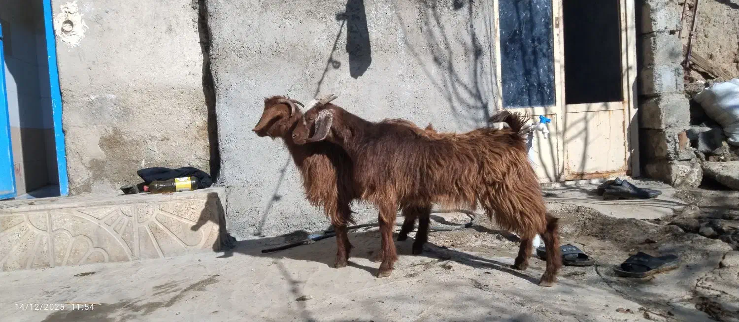 فروش فوری دو راس بزغاله ماده دوقلو خانگی|حیوانات مزرعه|کنگاور, |دیوار