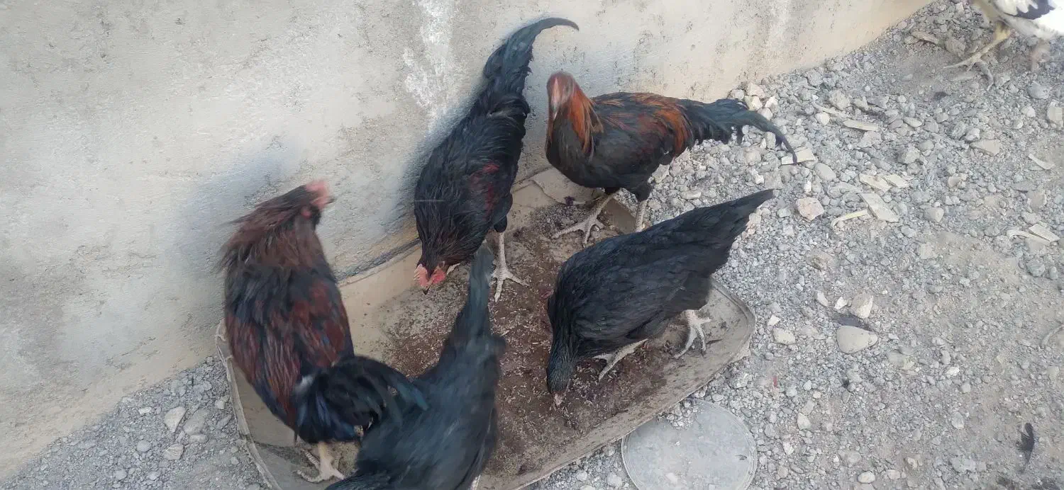 مرغ خروس محلی|حیوانات مزرعه|سیرجان, |دیوار