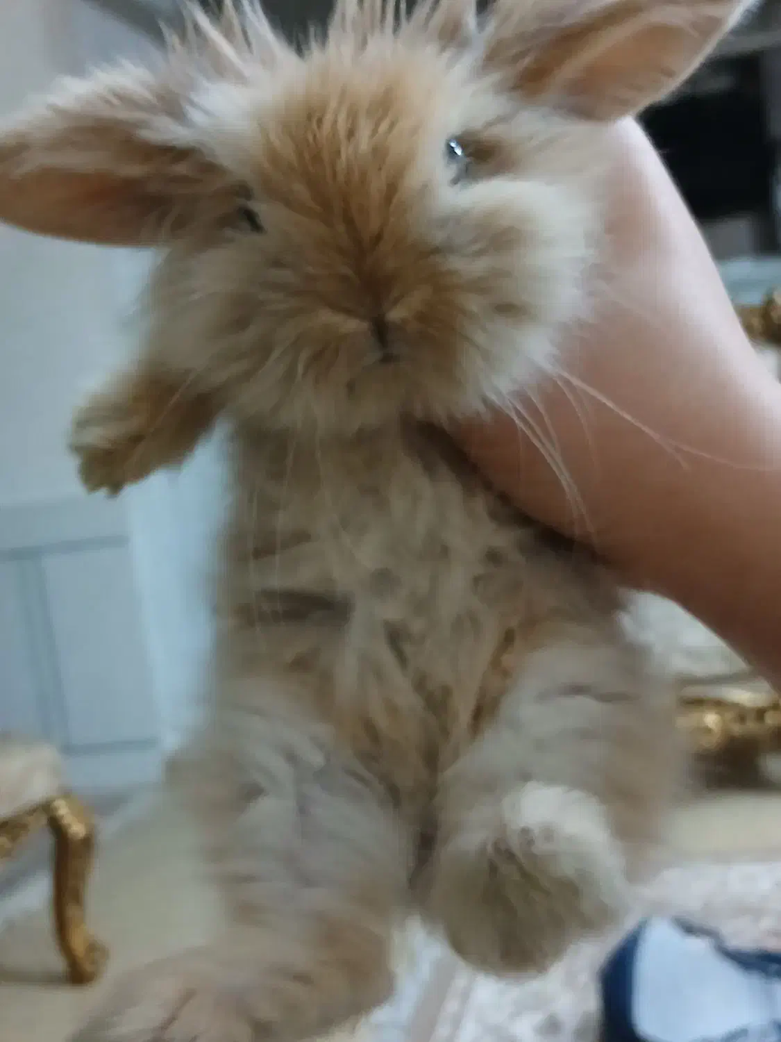 خرگوش لوپ دوماهه|موش و خرگوش|فولادشهر, C4|دیوار