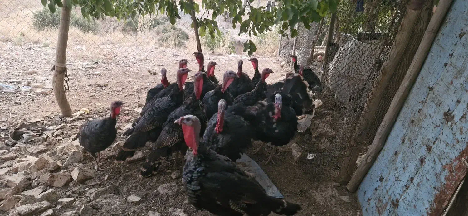 بوقلمون|پرنده|سپیدان, |دیوار