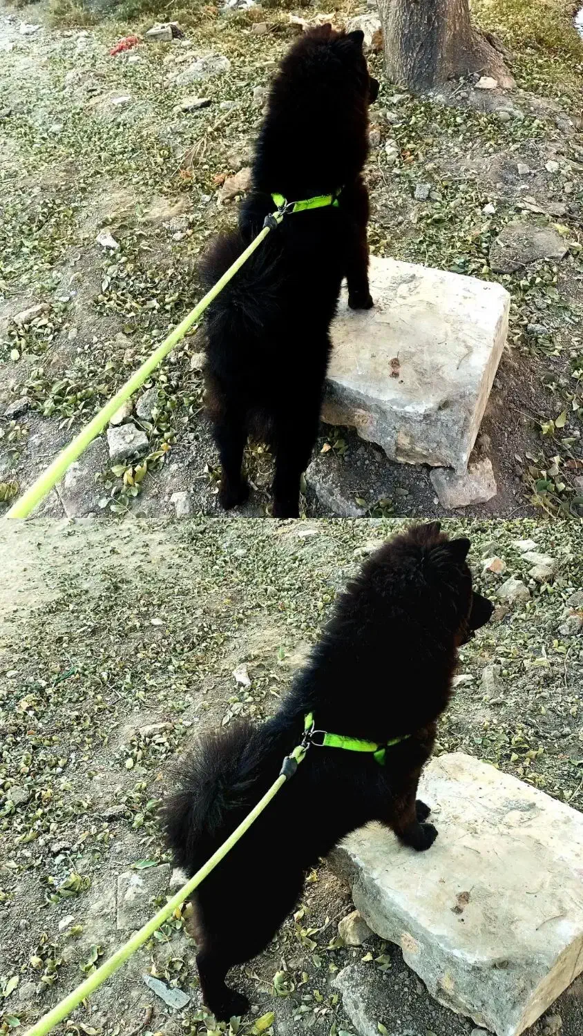 سگ چاو چاو|سگ|کرج, شهرک سهرابیه|دیوار