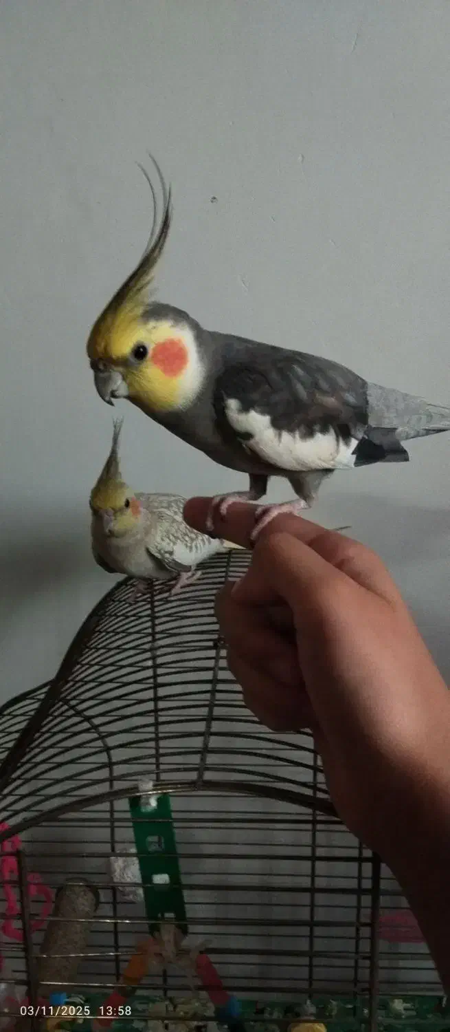 عروس هلندی|پرنده|اطاقور, |دیوار