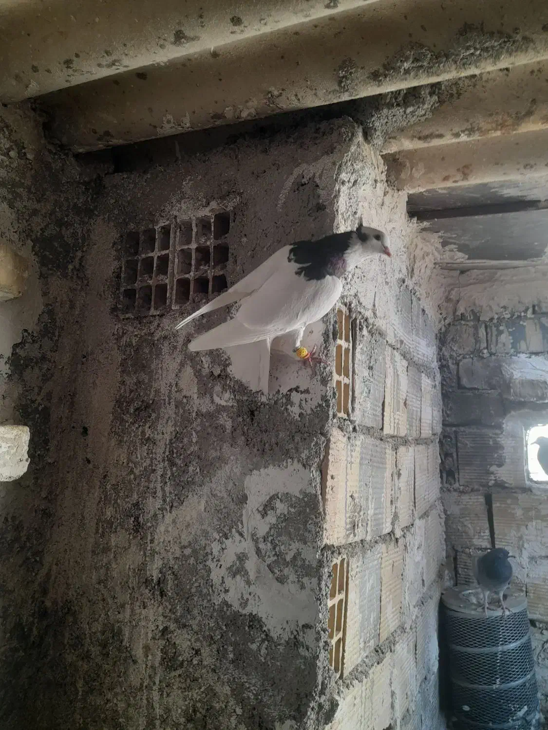 کبوتر طوقی سیاه|پرنده|اقبالیه, |دیوار